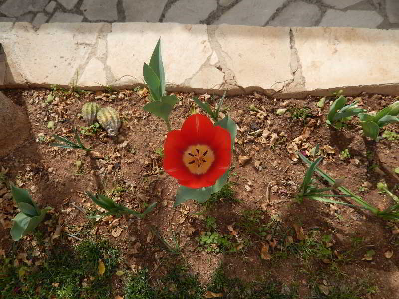 Appartamento Niki'S House Limisso Esterno foto